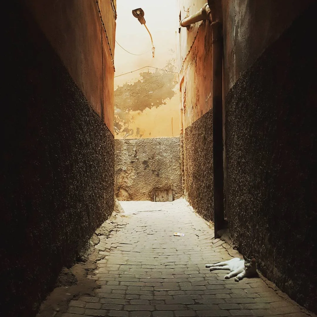  A kitten naps in the old bazaar in Marrakech, Morocco.  