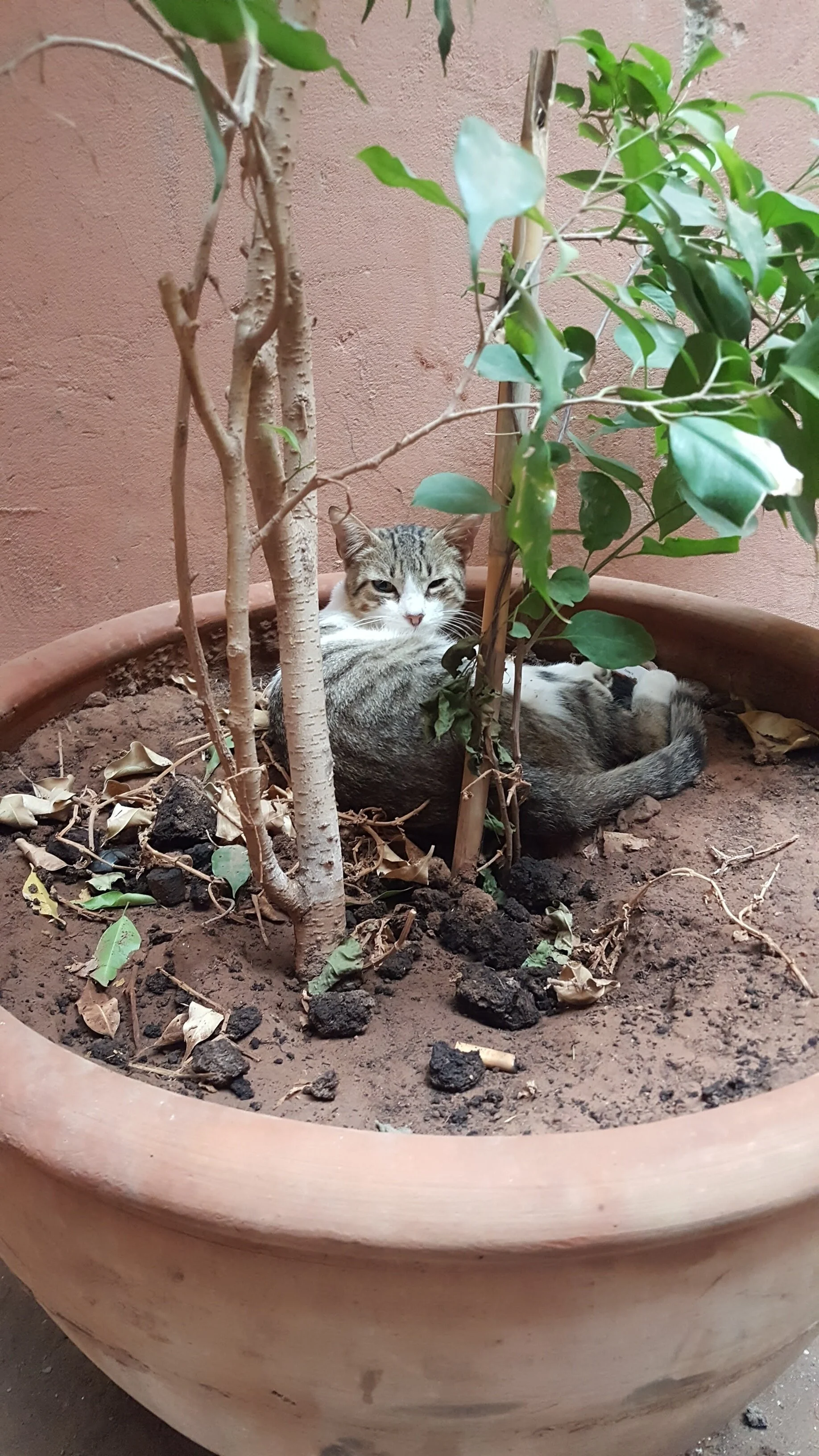  A kitten naps in the old bazaar in Marrakech, Morocco.  
