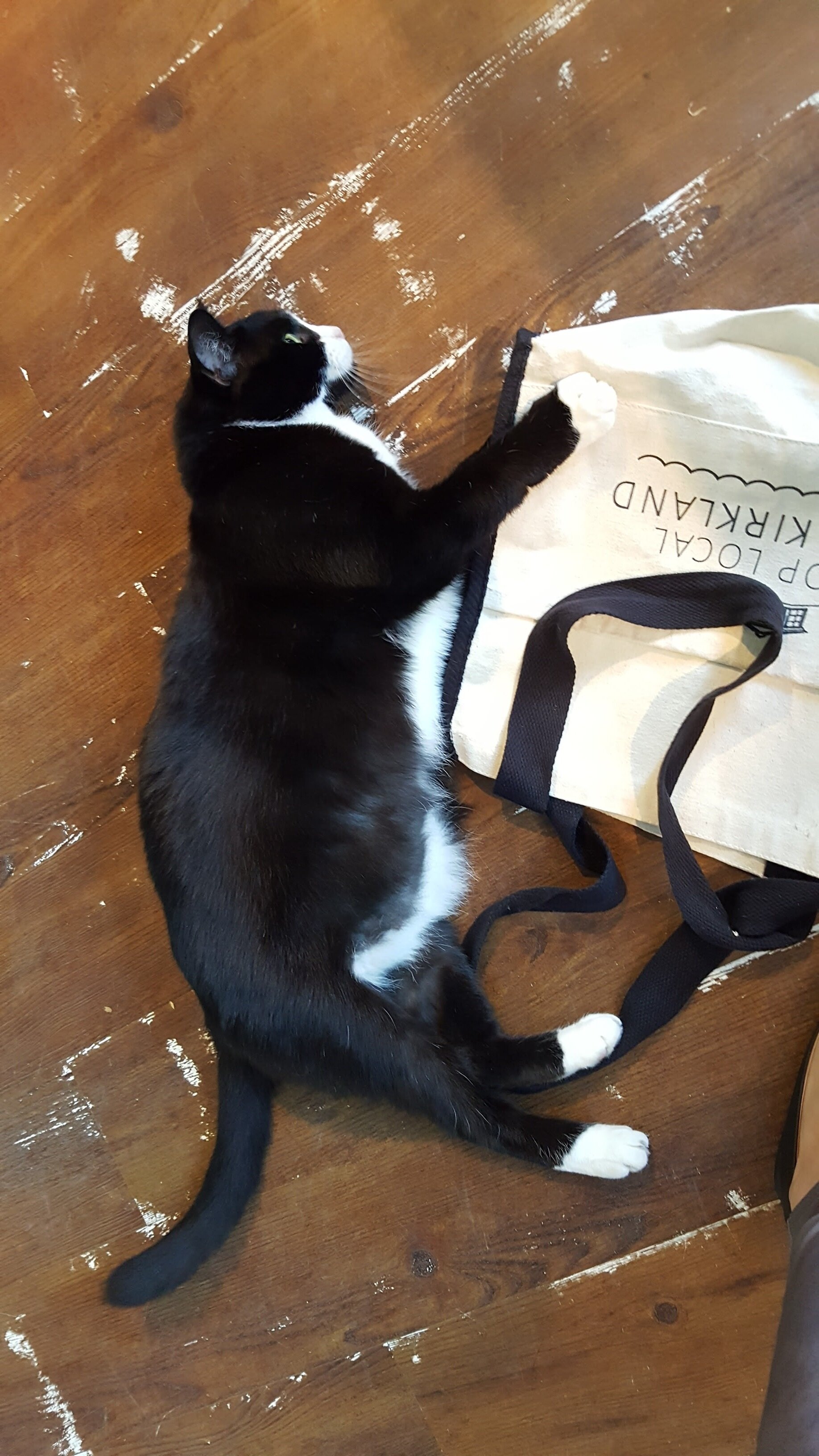  Elvis borrows my shopping bag at Thee Fish Bowl in Evanston, IL. 