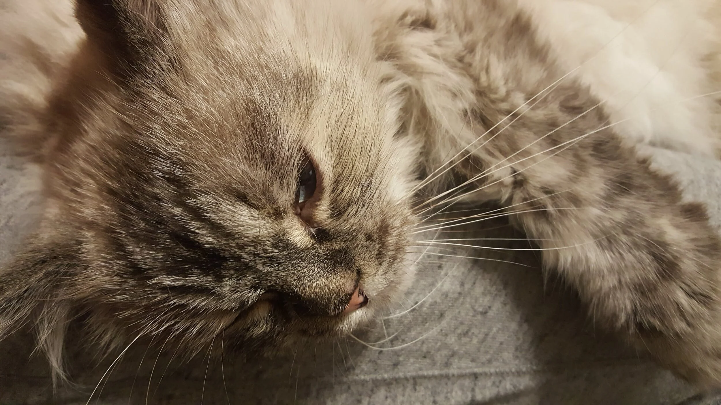  Kiska enjoys a snuggle in Evanston, IL. 