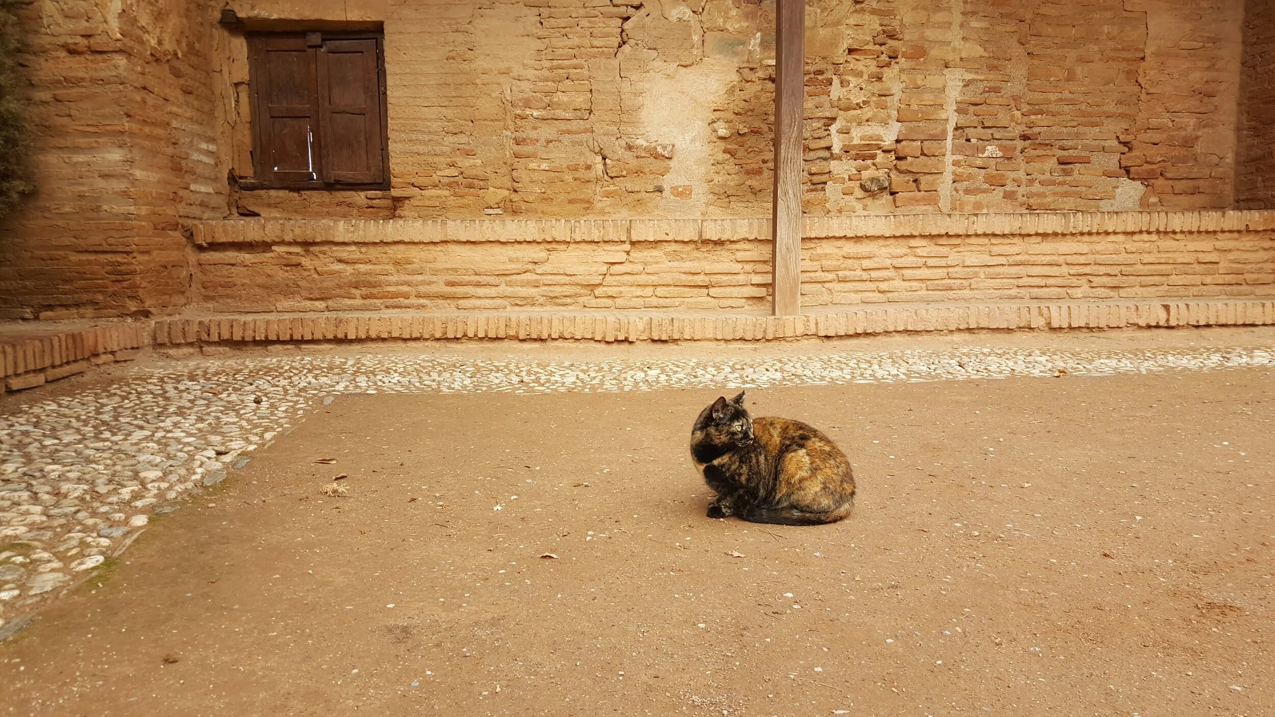  An inhabitant of the Alhambra in Grenada, Spain. 