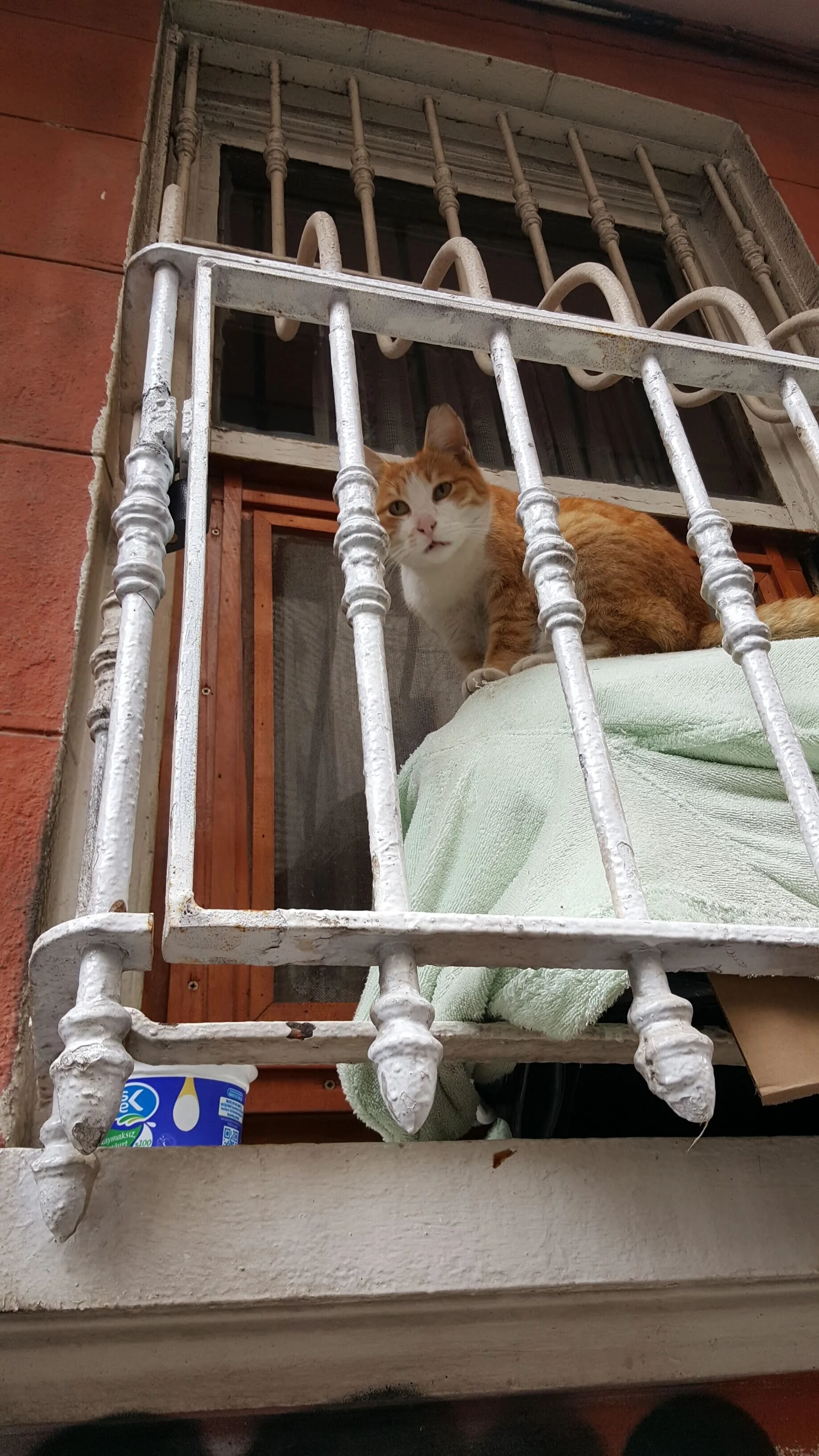  A quick hello to a local in the Kabatas neighborhood of Istanbul, Turkey. 