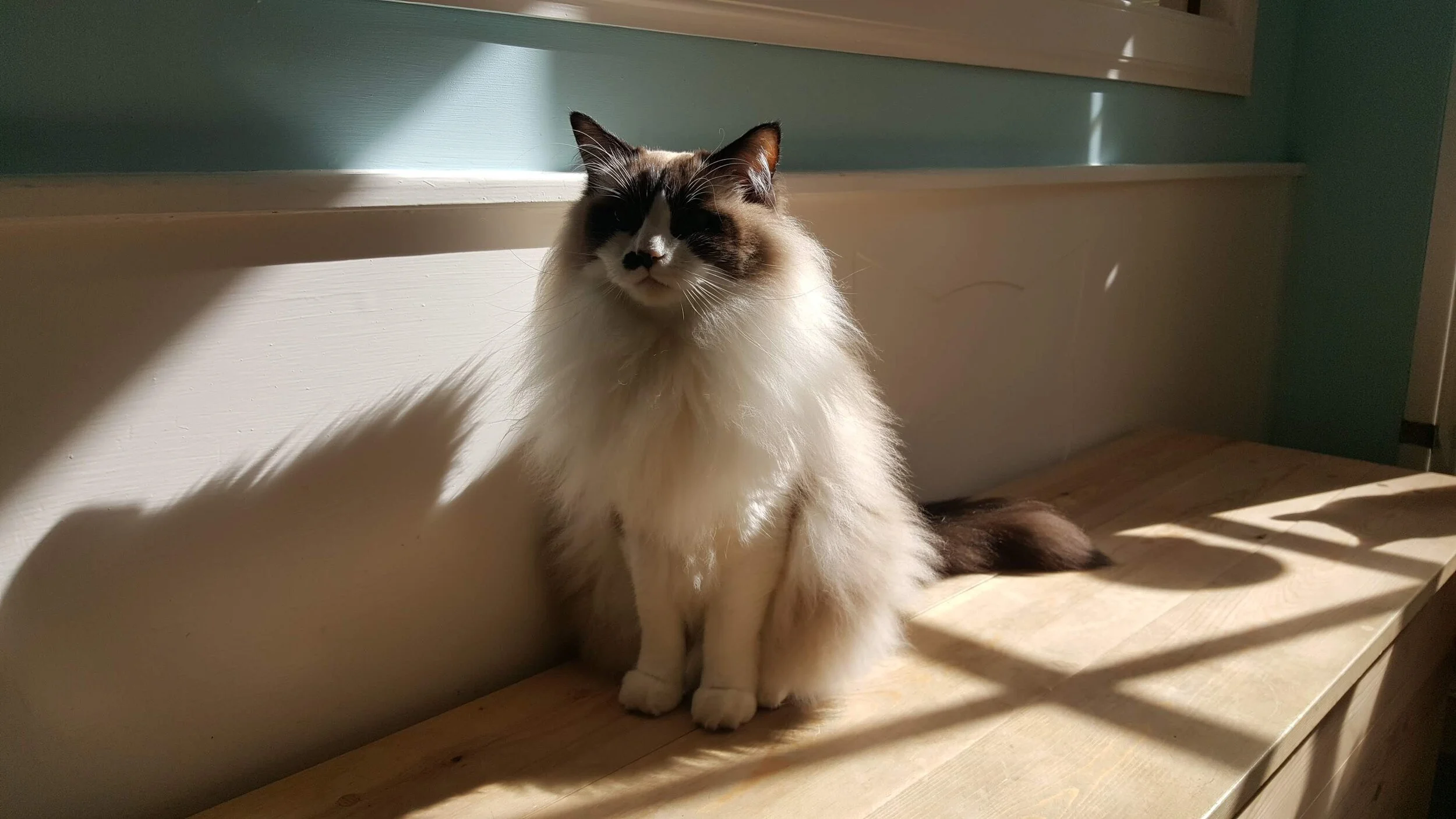  Alain tries to avoid the attention of Sebastian at Maison de Moggy in Edinburgh, Scotland.  