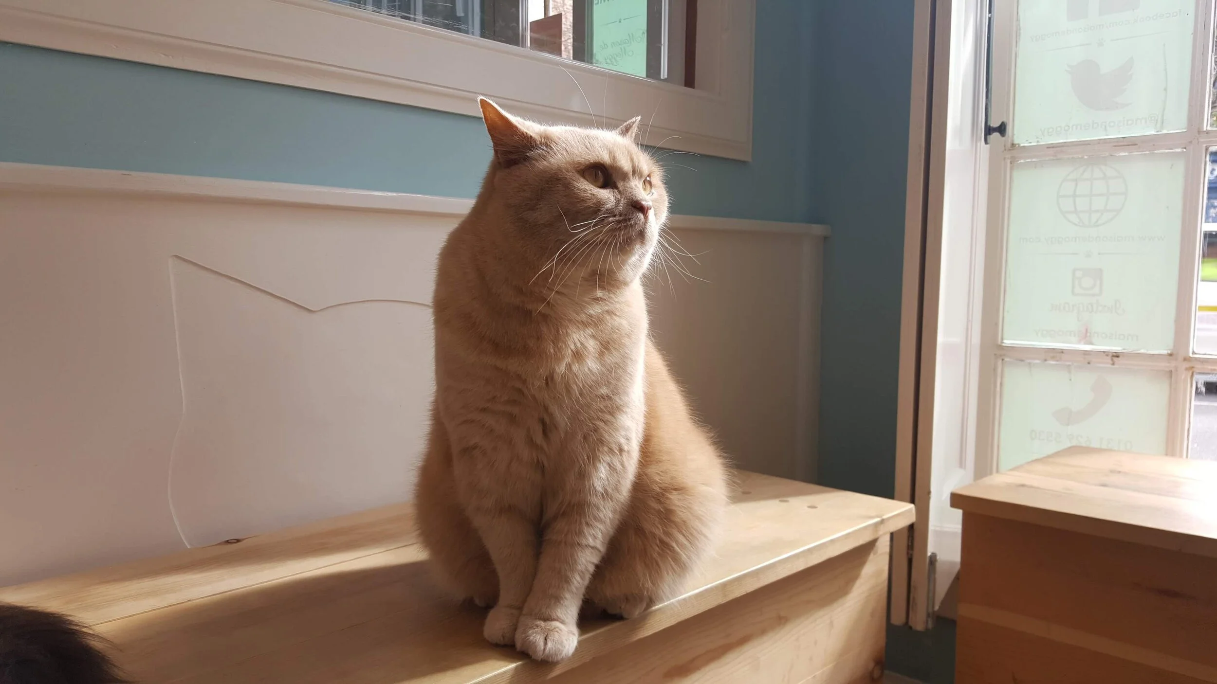  Sebastian wonders why Alain won’t hang out with him at Maison Moggy in Edinburgh, Scotland.  
