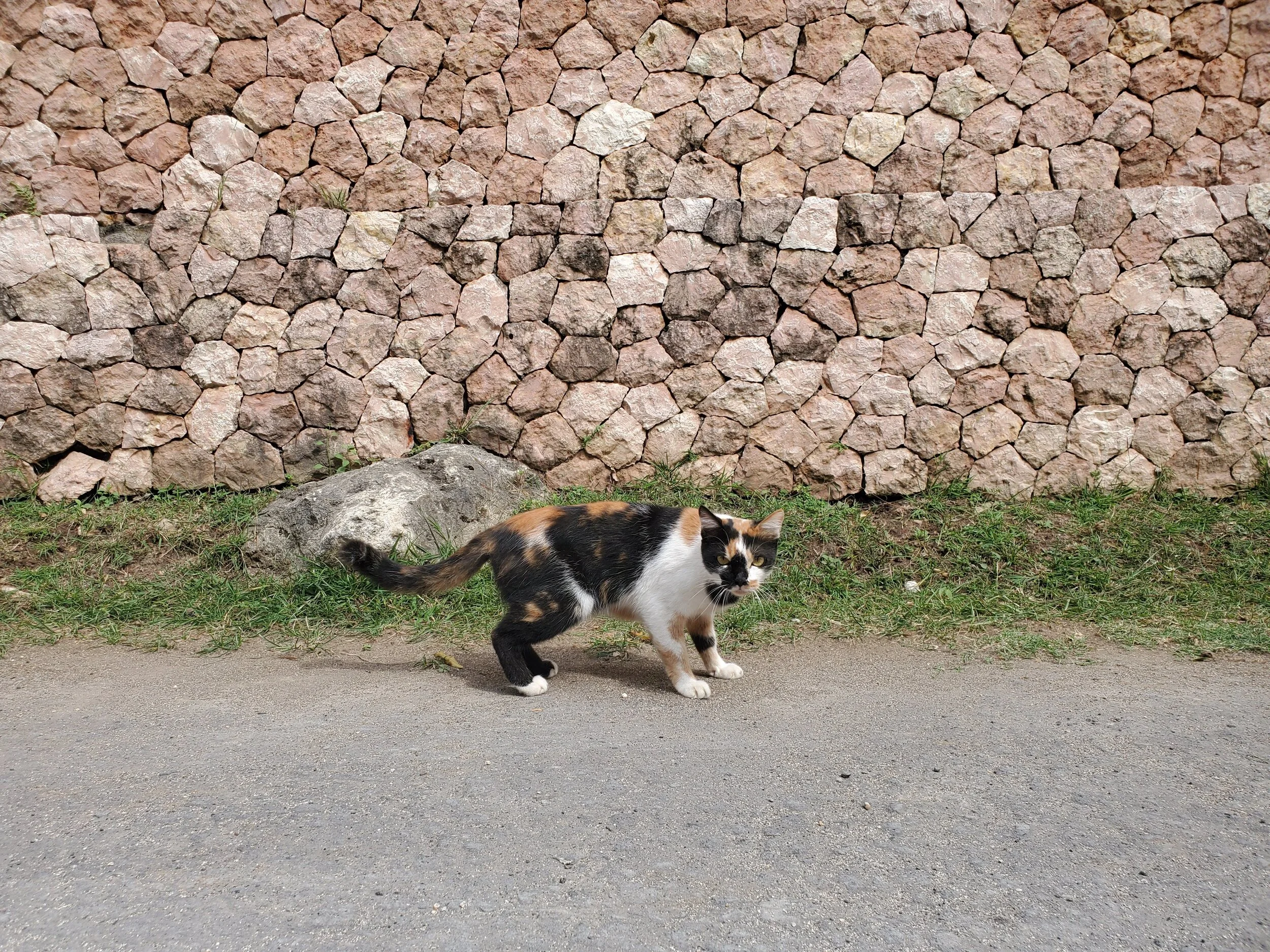  A kitten stops for a quick chat in Bali, Indonesia. 