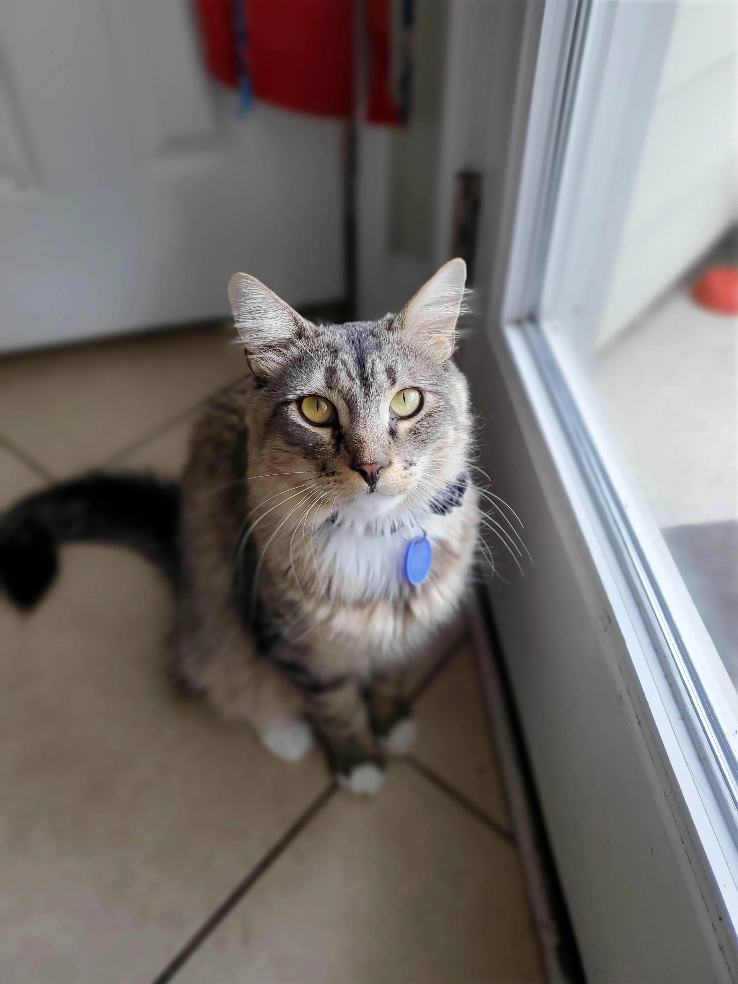  Kevin politely requests that you open the door again in Panama City Beach, FL. 