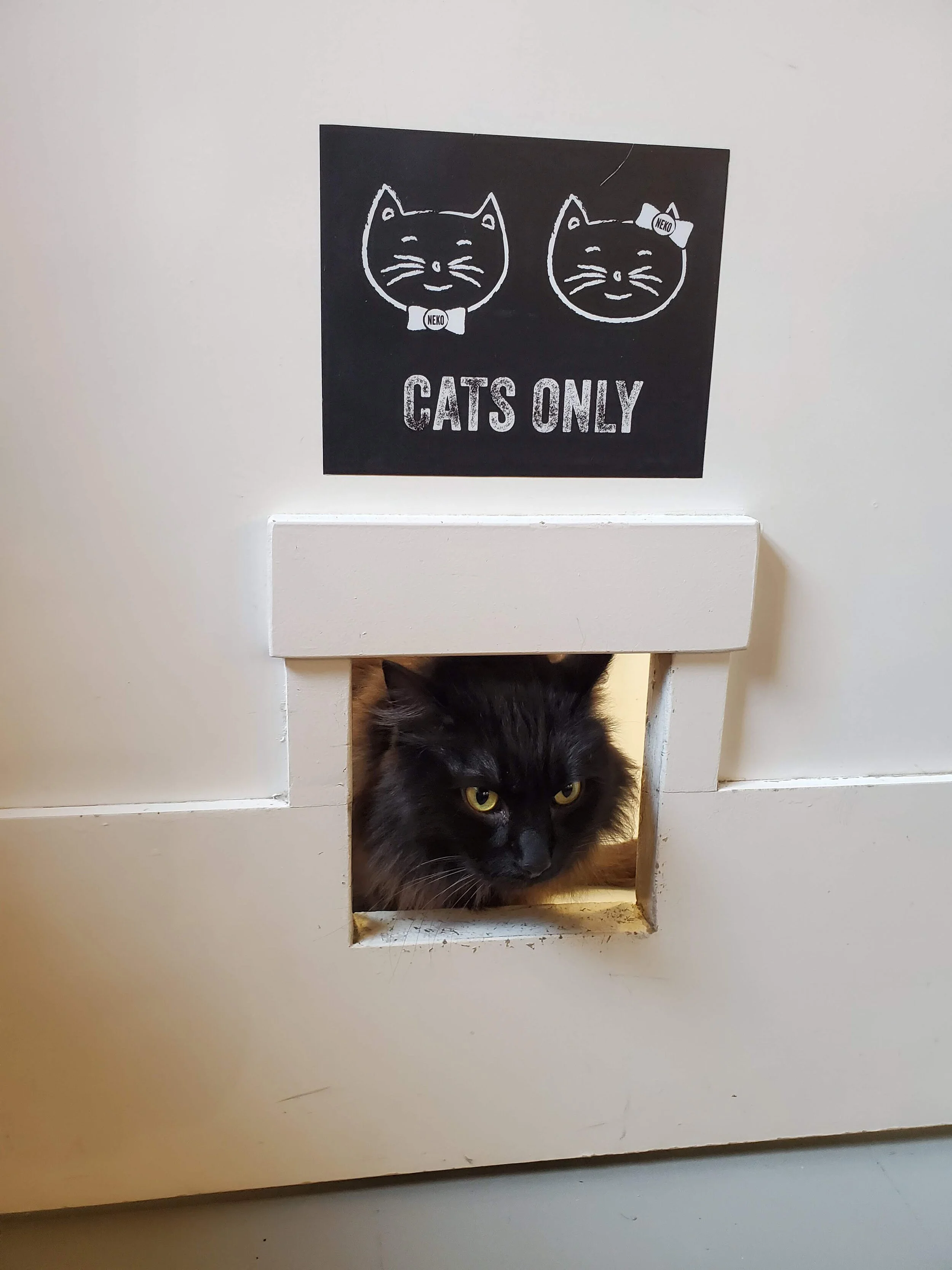  Leonard’s office hours are open at Neko Cafe in Seattle, WA. 