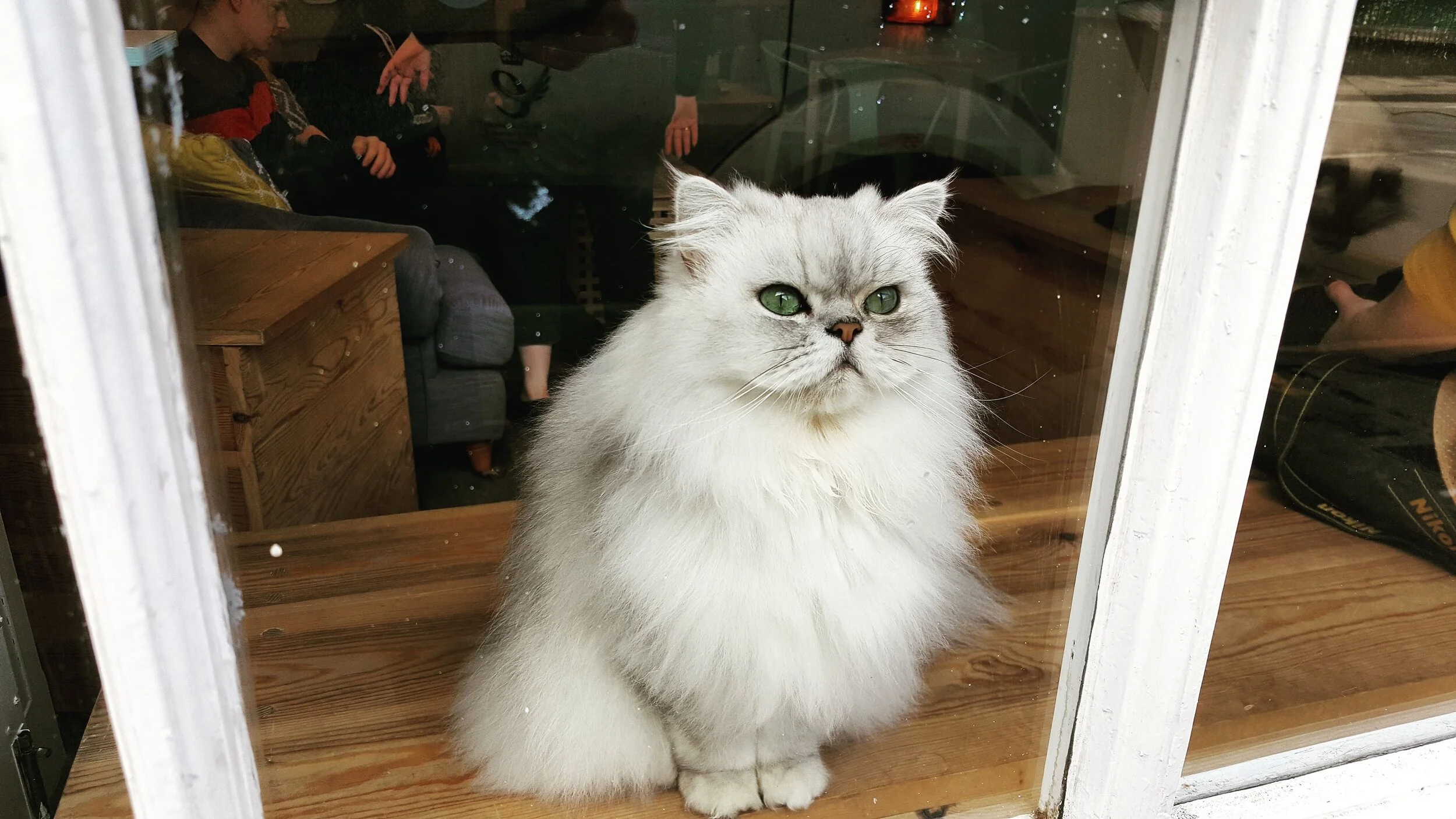  Guillaume enjoys sitting in the window hatching evil plots at Maison de Moggy in Edinburg, Scotland. 