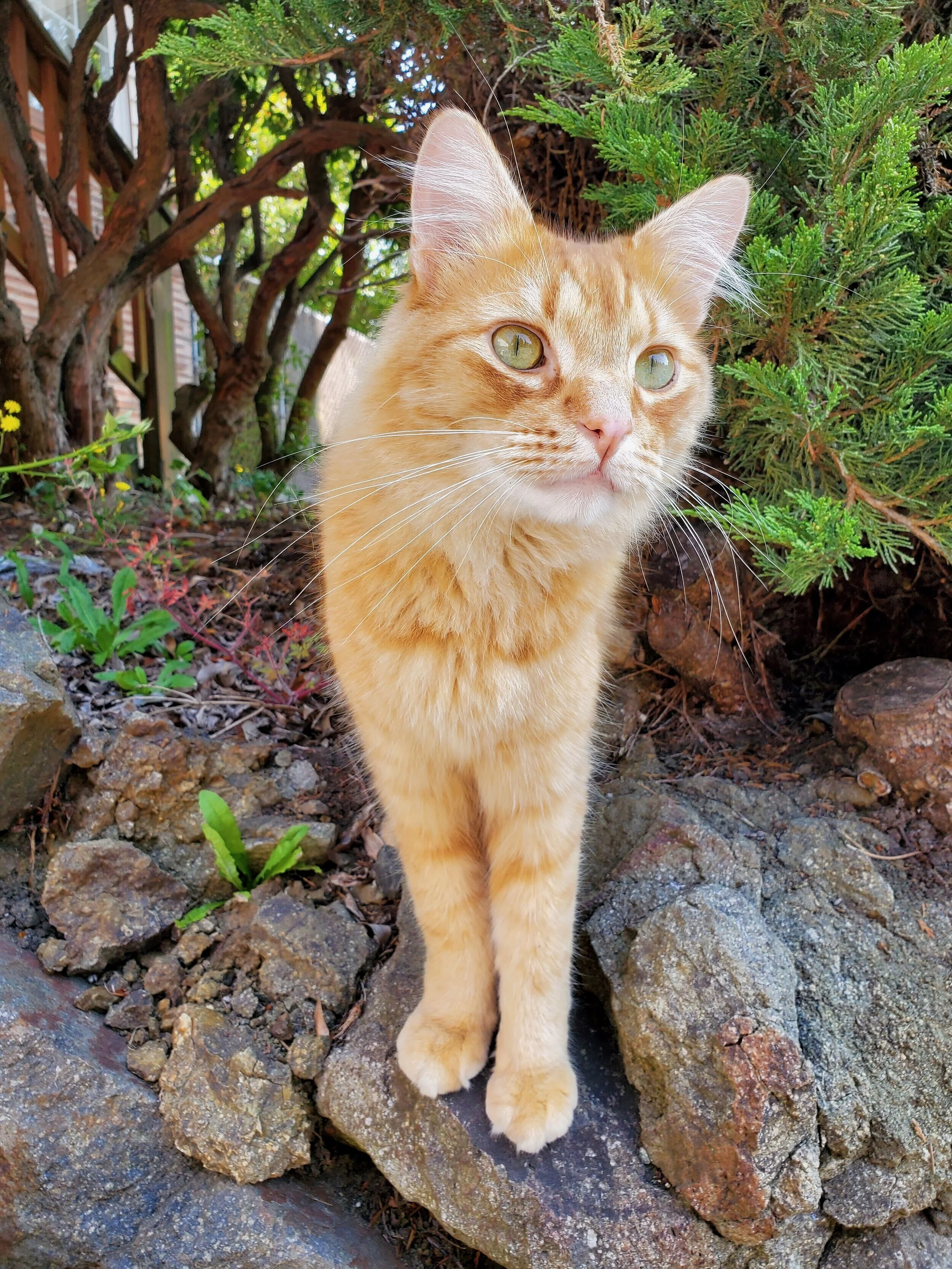  A handsome red tabby greets his neighbors in Seattle, WA. 