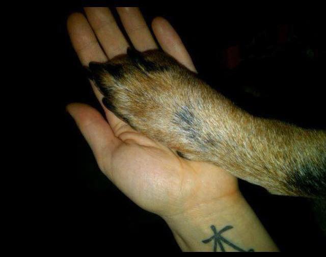 paw 2.jpeg