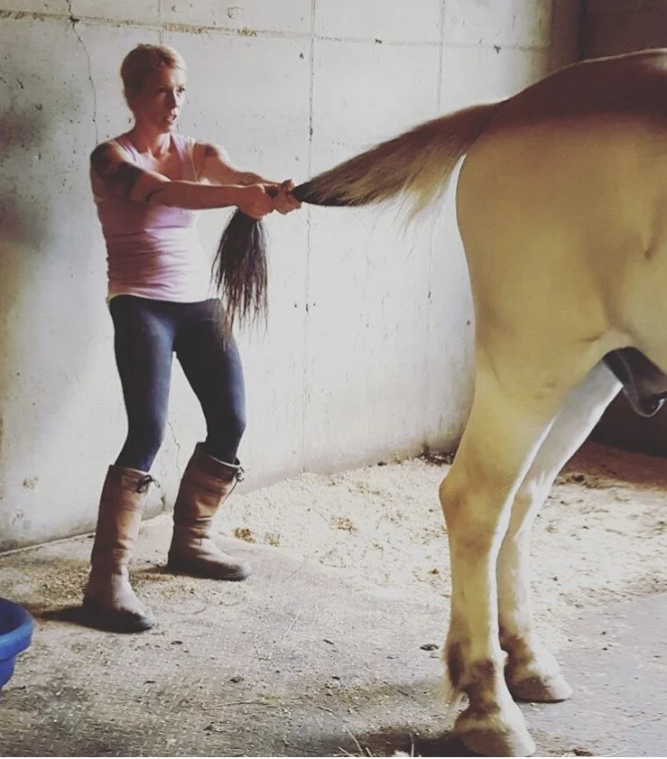 Libby & Hanz demonstrating an equine massage technique for HHH visitors. This tail stretch facilitates spinal decompression and helps reduce tension in the supporting musculature.