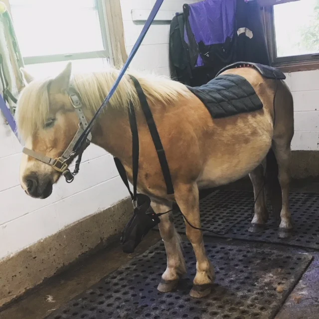 Suki, Horses Healing Humans