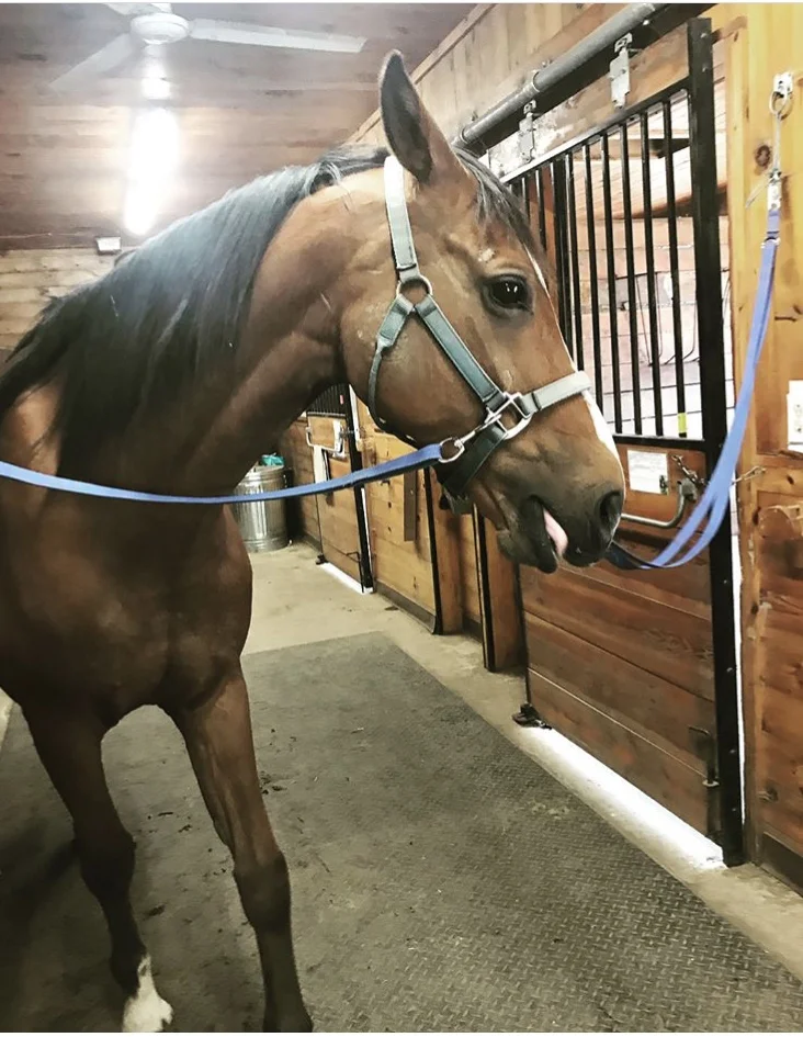 George, Horses Healing Humans