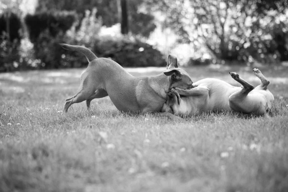 Fiona & Wendel