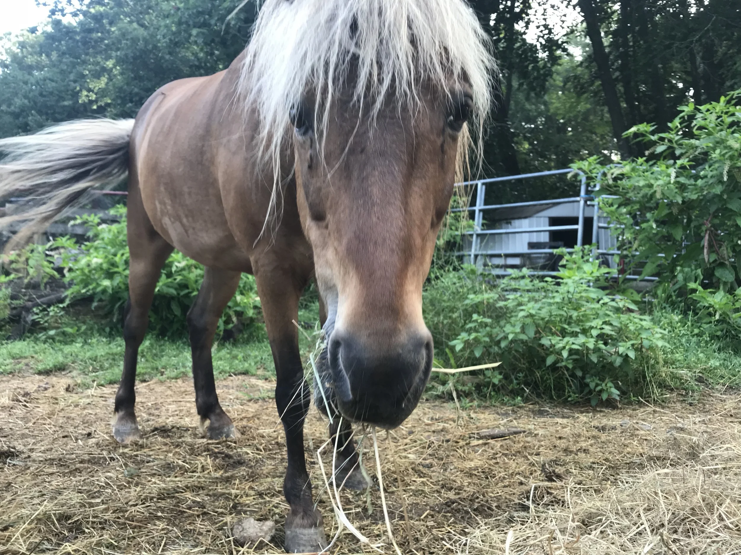 Pokey, Serenity Farm