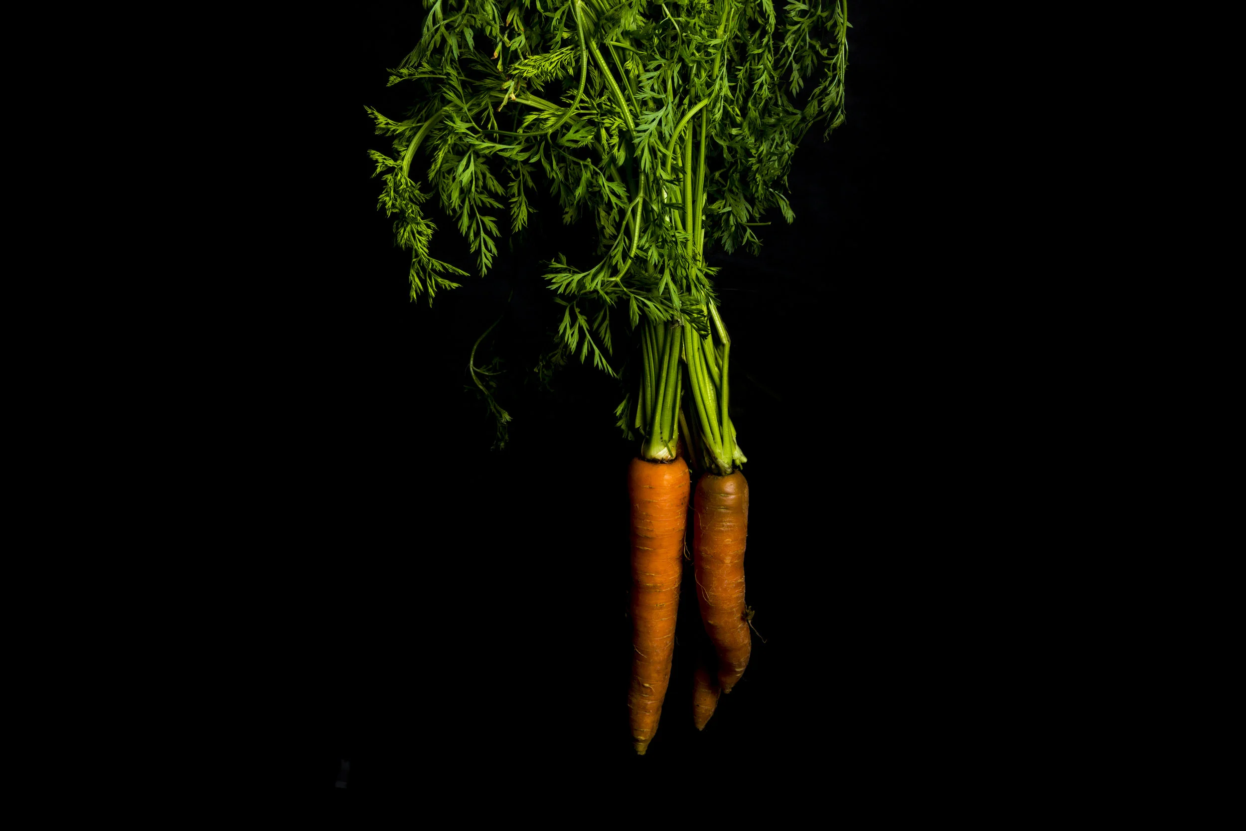 CARROT.jpg