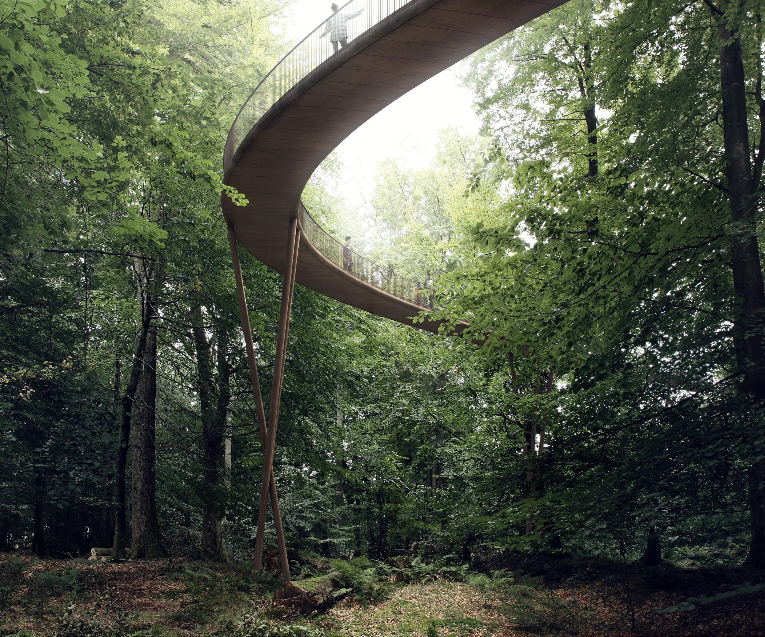 The high route of the treetop walk