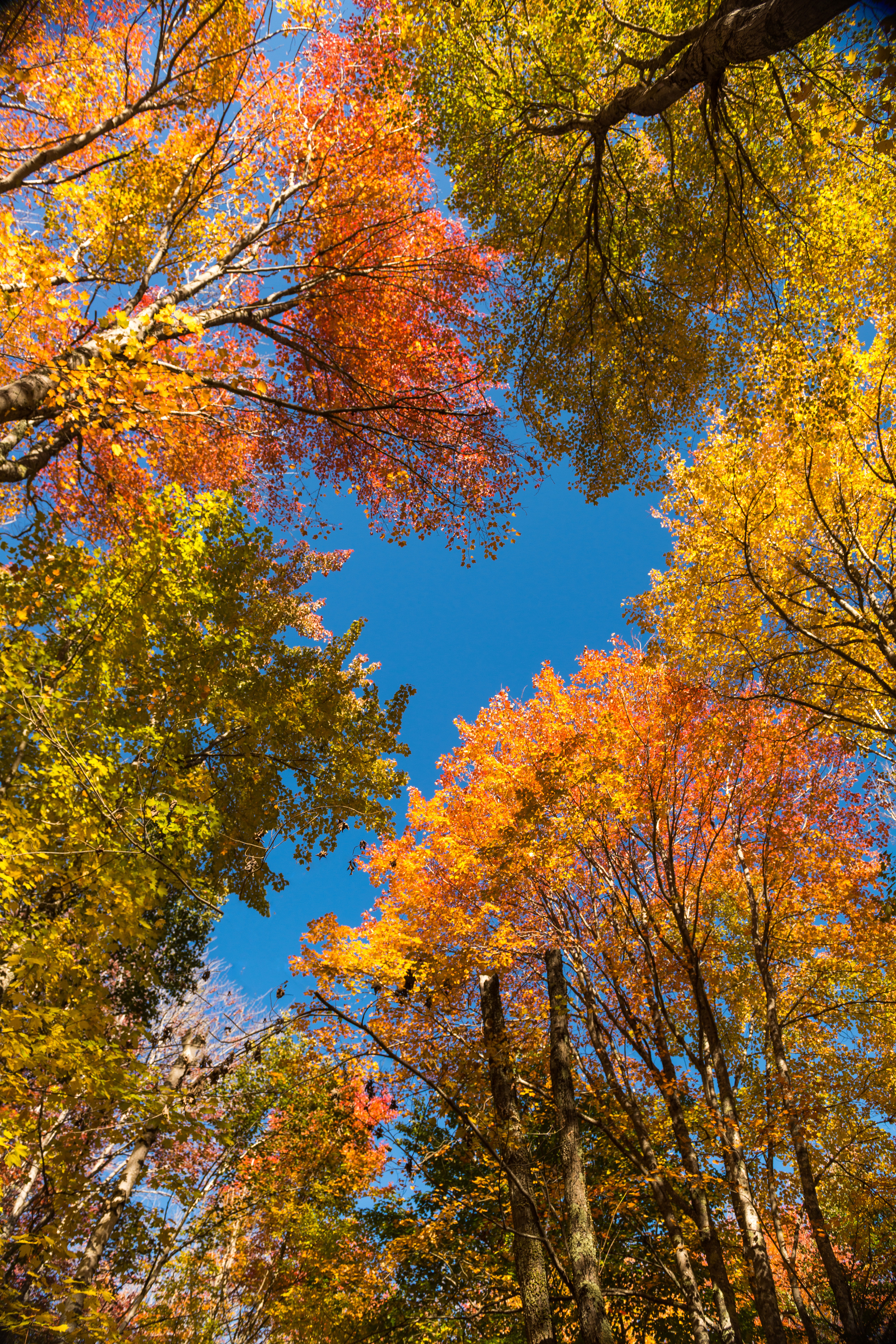 Fall Colors - Acadia National Park, ME