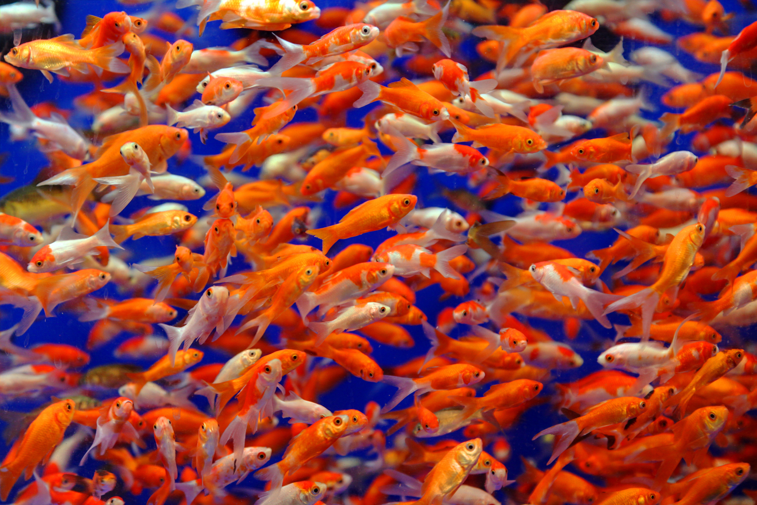 Little Orange Fishy