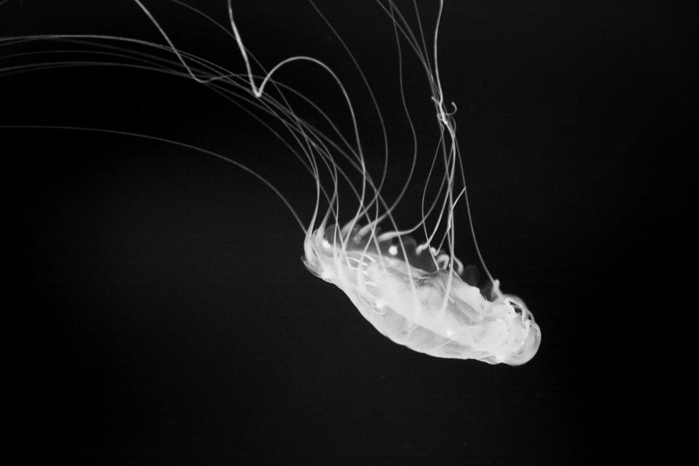 Jellyfishing