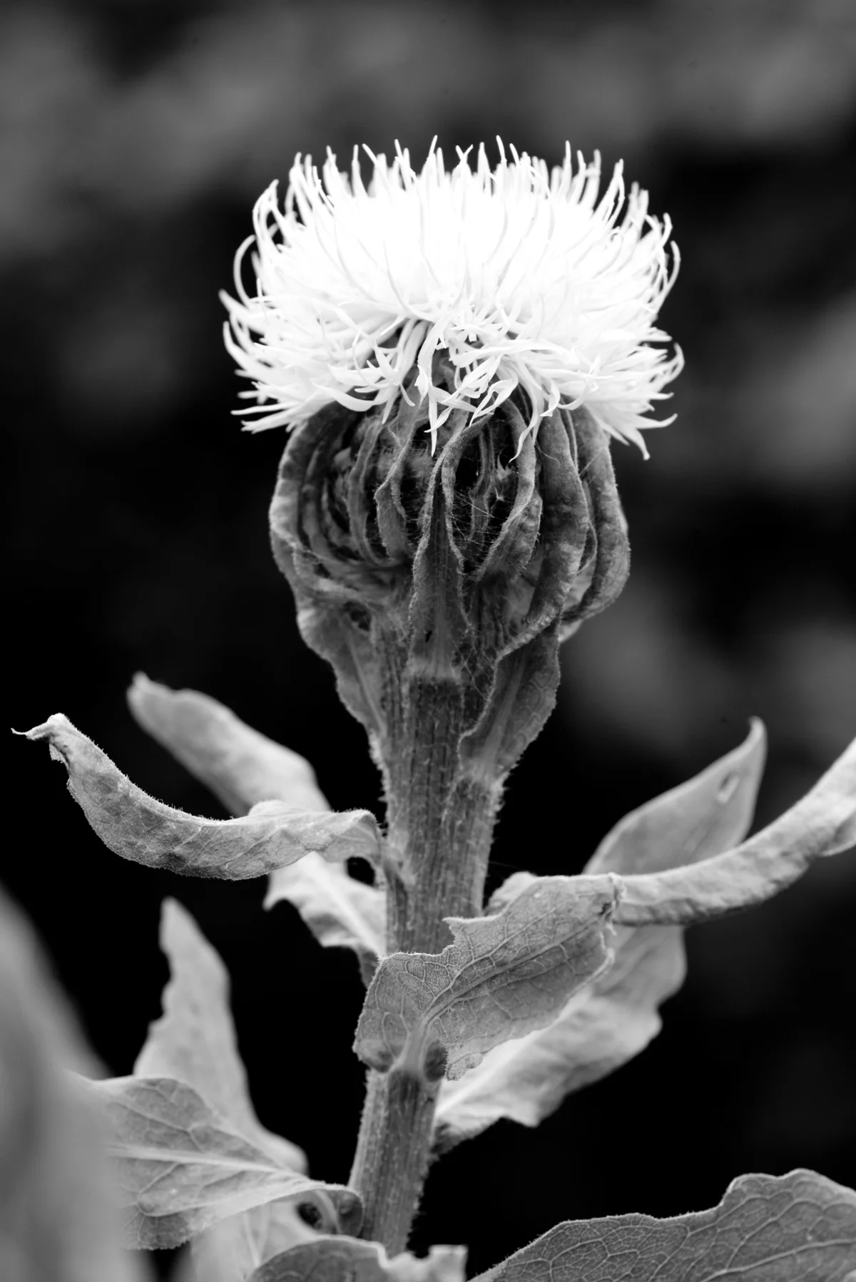 Contrasty flower