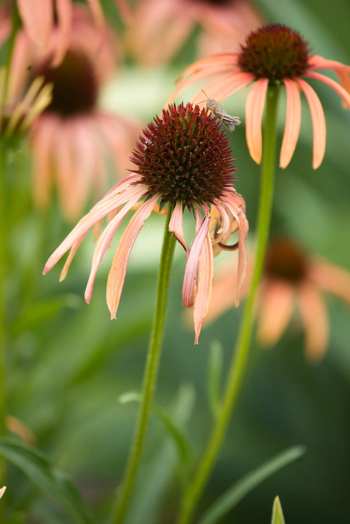 Coneflowers: Supermodels of the flower world