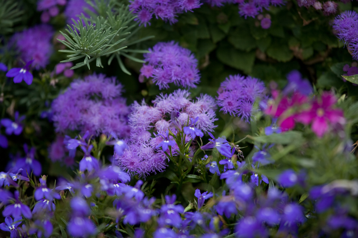 Purple Gnome Garden