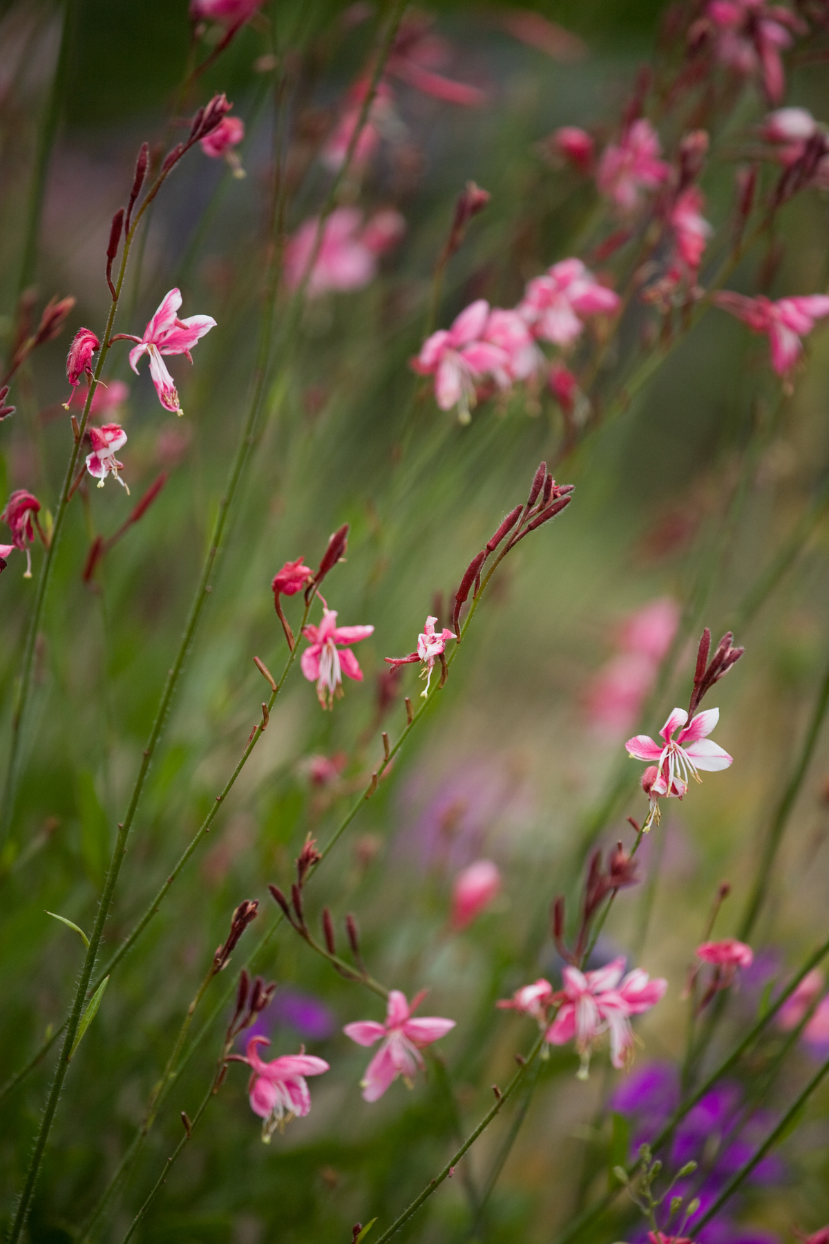 The Pink Guara