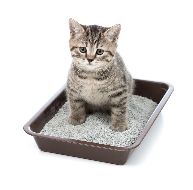Innovating Litterbox Smell Solutions