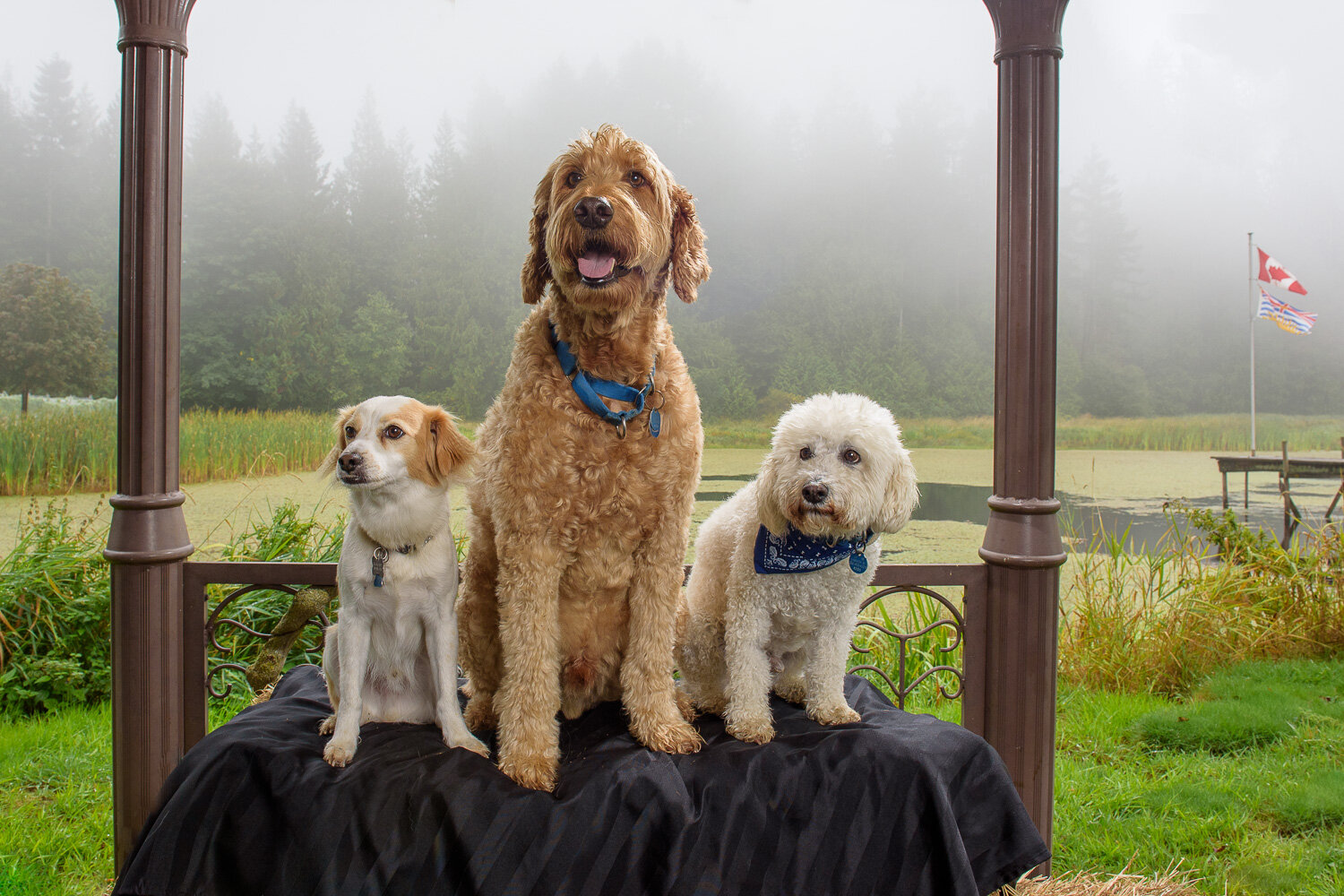   pet photography, pet photographer, Cowichan Valley to Nanaimo, Nanaimo pet photographer, Ladysmith pet photographer, Duncan Pet photographer, Cowichan Pet photographer