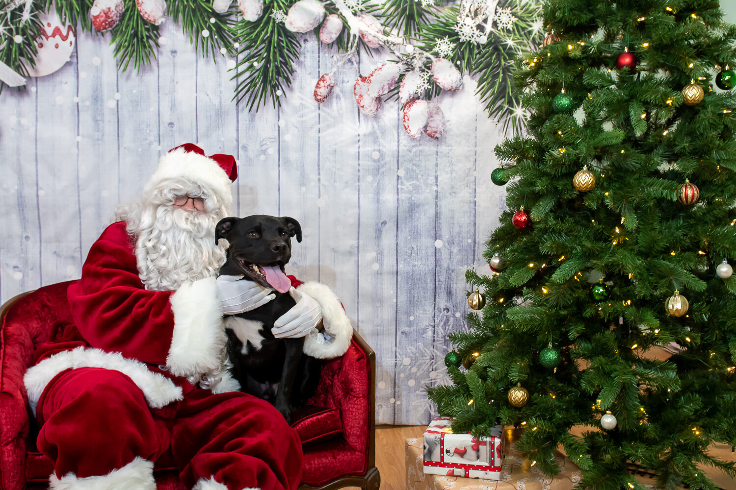Santa & Pet Photography