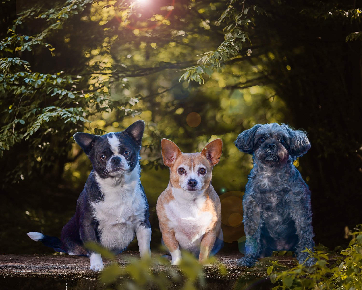  pet photography, pet photographer, Cowichan Valley to Nanaimo, Nanaimo pet photographer, Ladysmith pet photographer, Duncan Pet photographer, Cowichan Pet photographer