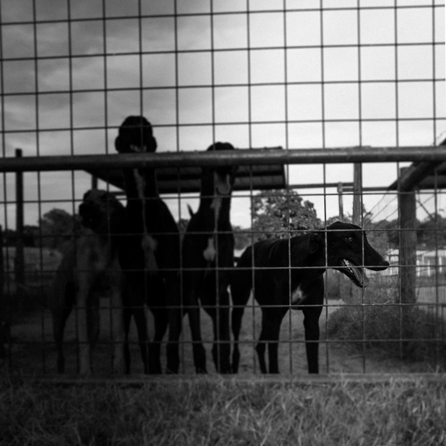 Greyhounds_Texas-03.jpg