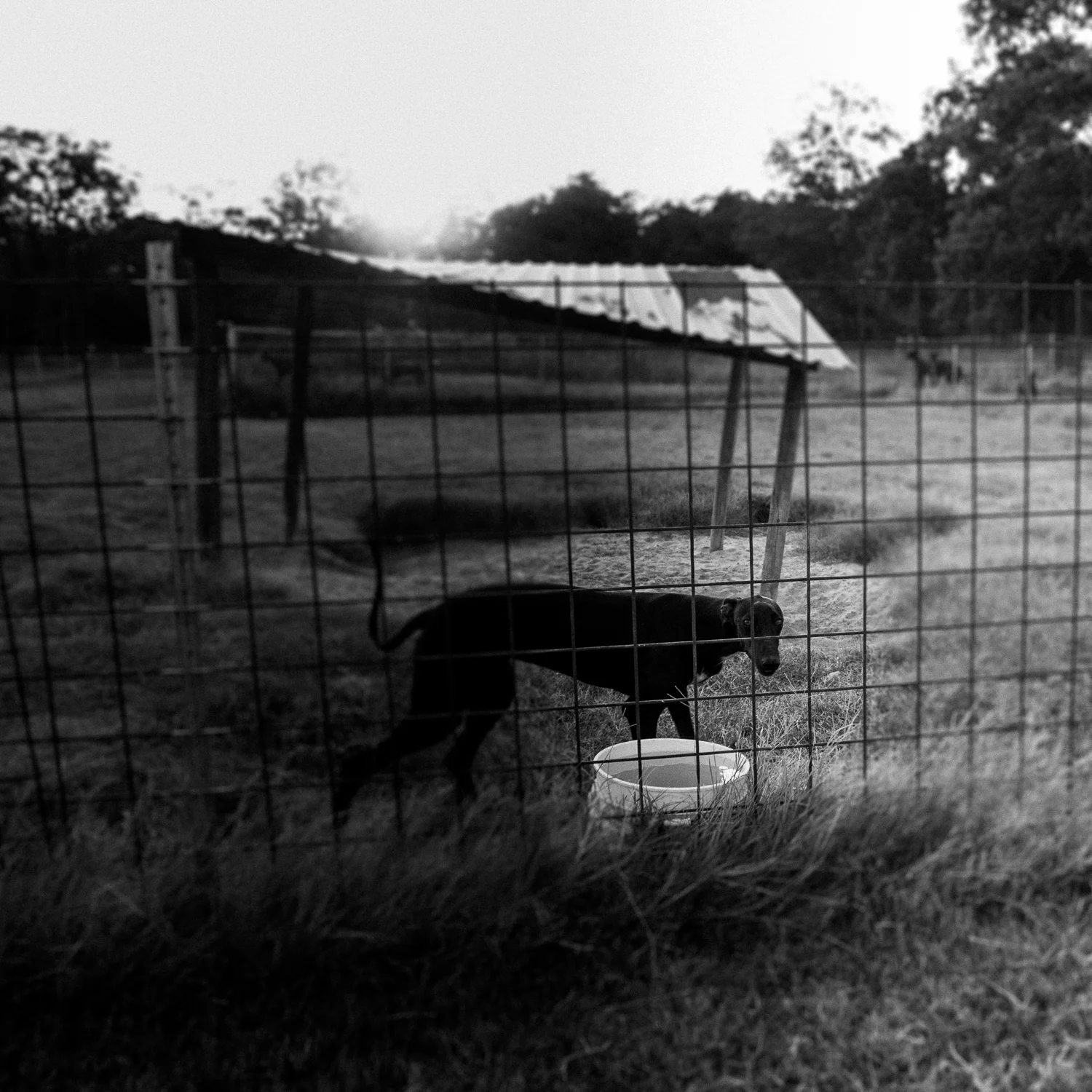 Greyhounds_Texas-04.jpg