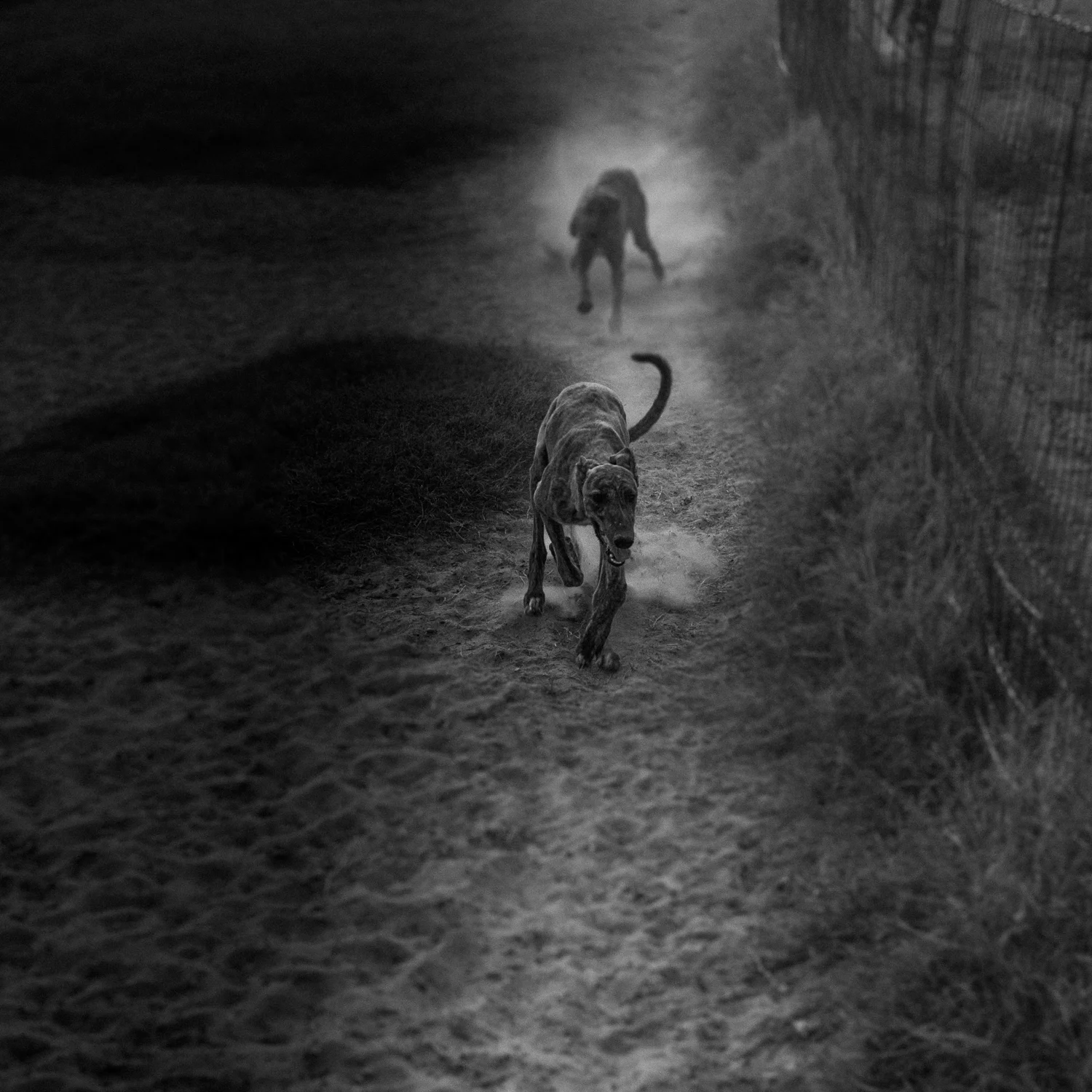 Greyhounds_Texas-07.jpg