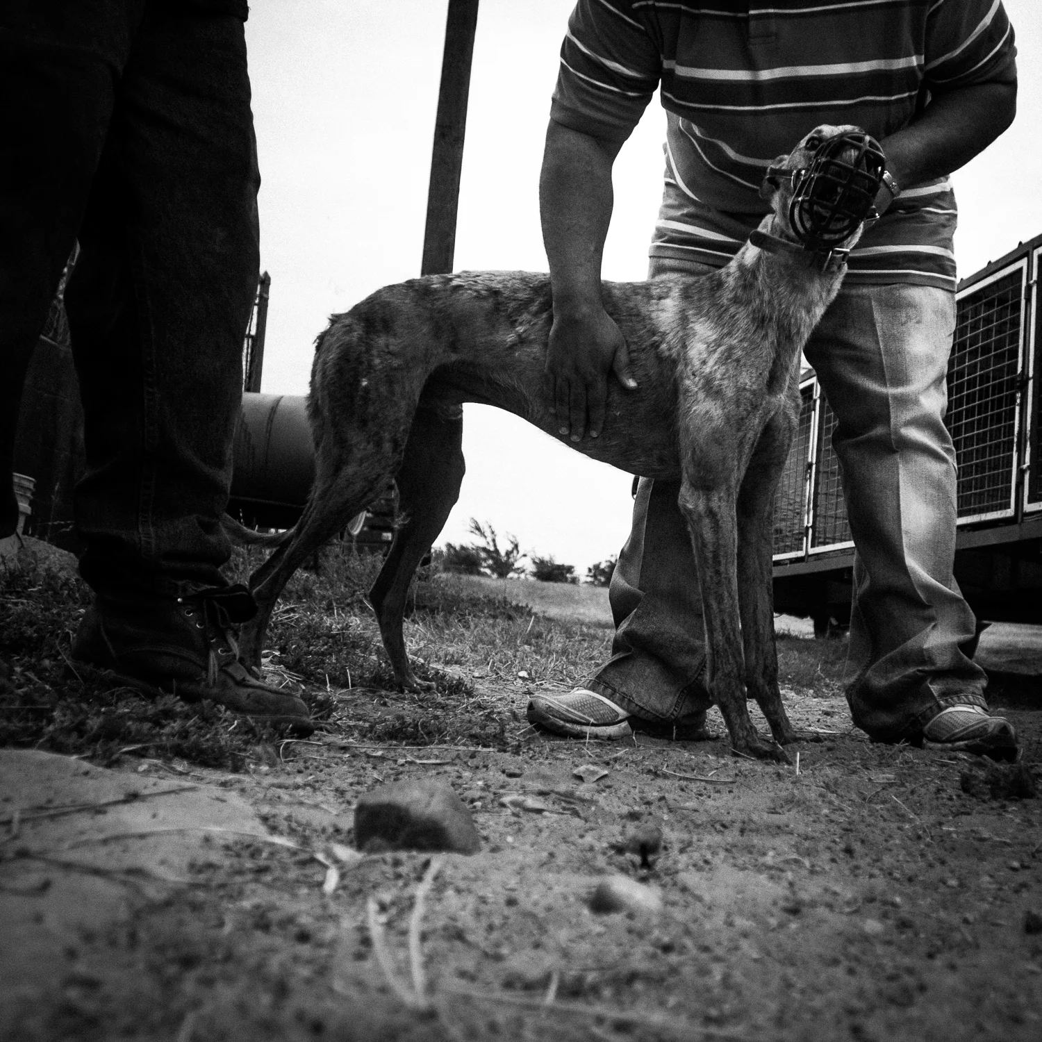 Greyhounds_Texas-26.jpg