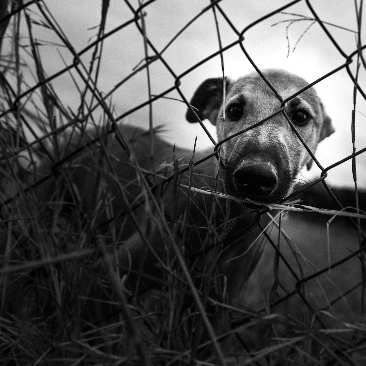 Greyhounds_Texas-31.jpg