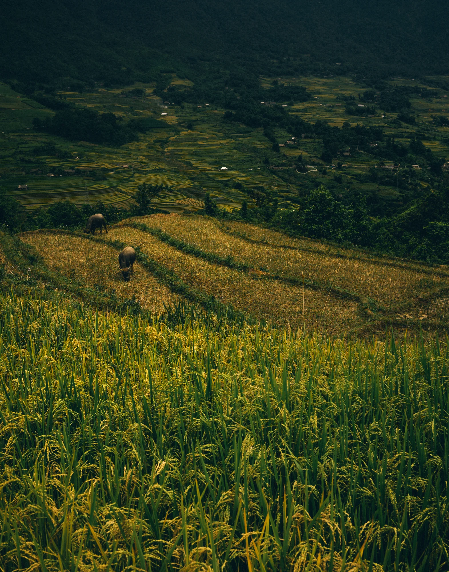 Sapa_Vietnam-1223.jpg