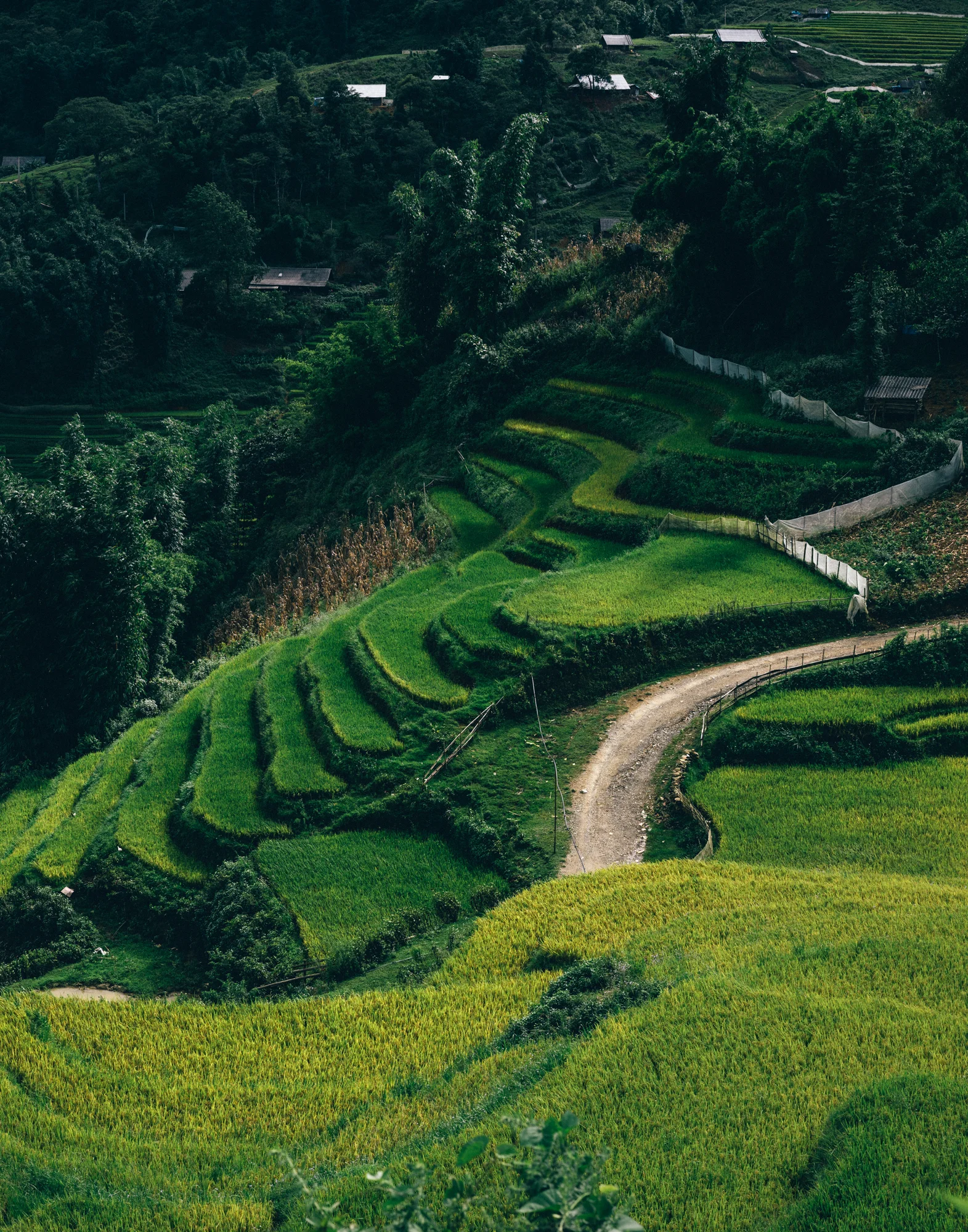 Sapa_Vietnam-9784.jpg