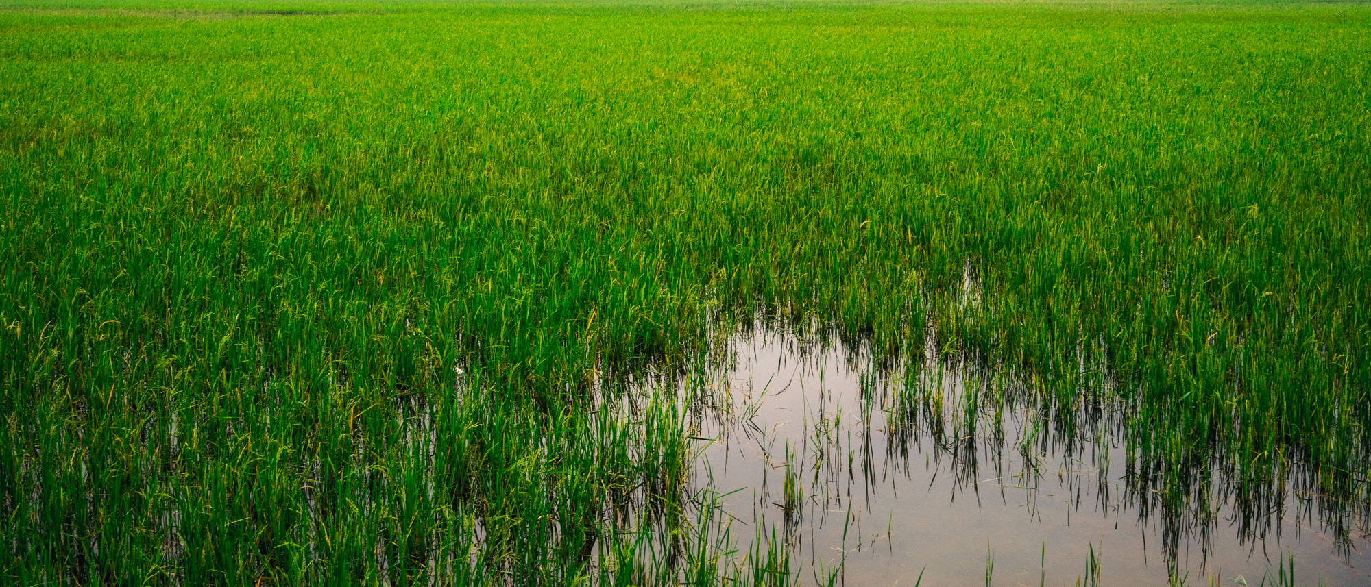 Ridenour_Ninh_Binh-2108.jpg