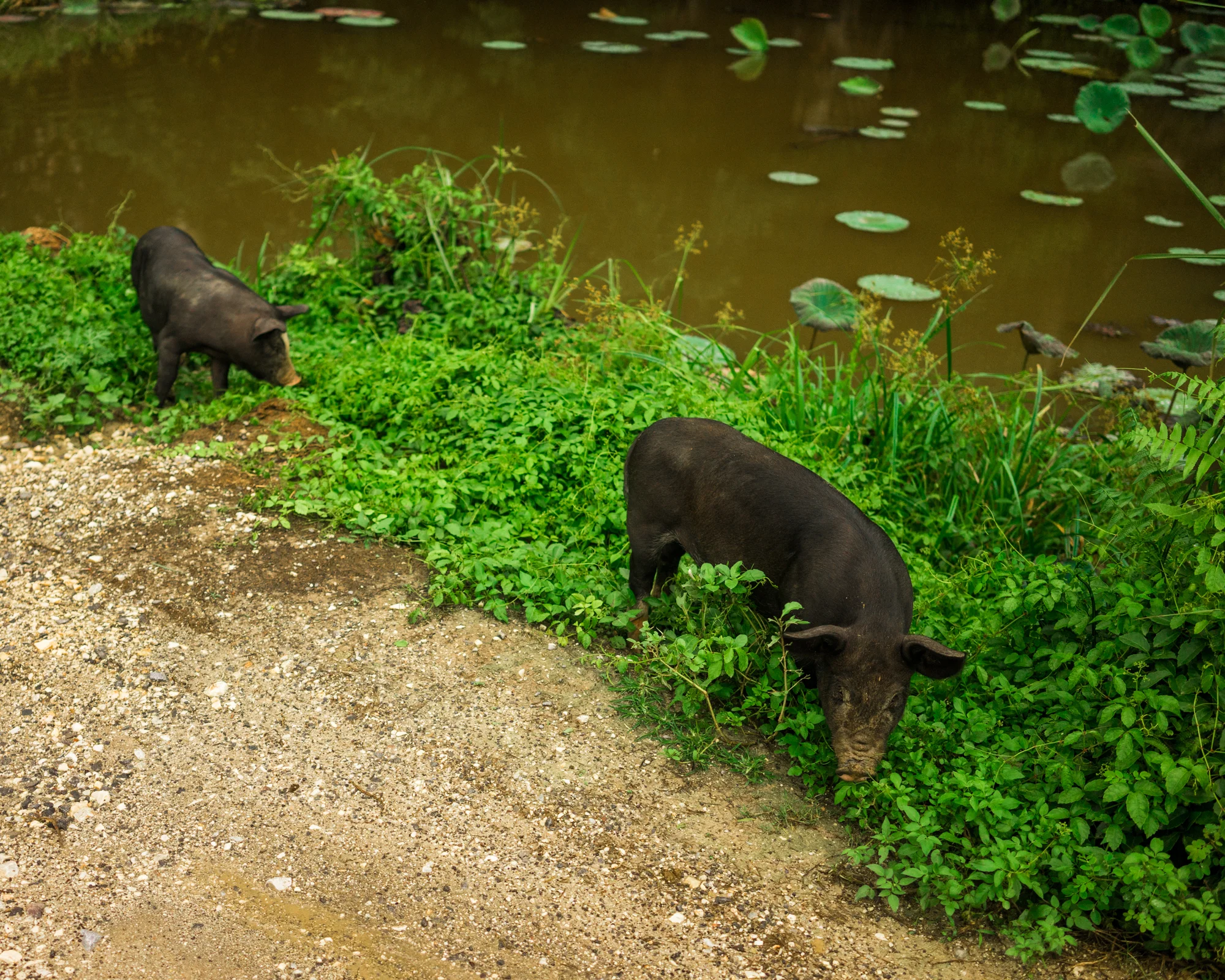 Ridenour_Ninh_Binh-2155.jpg