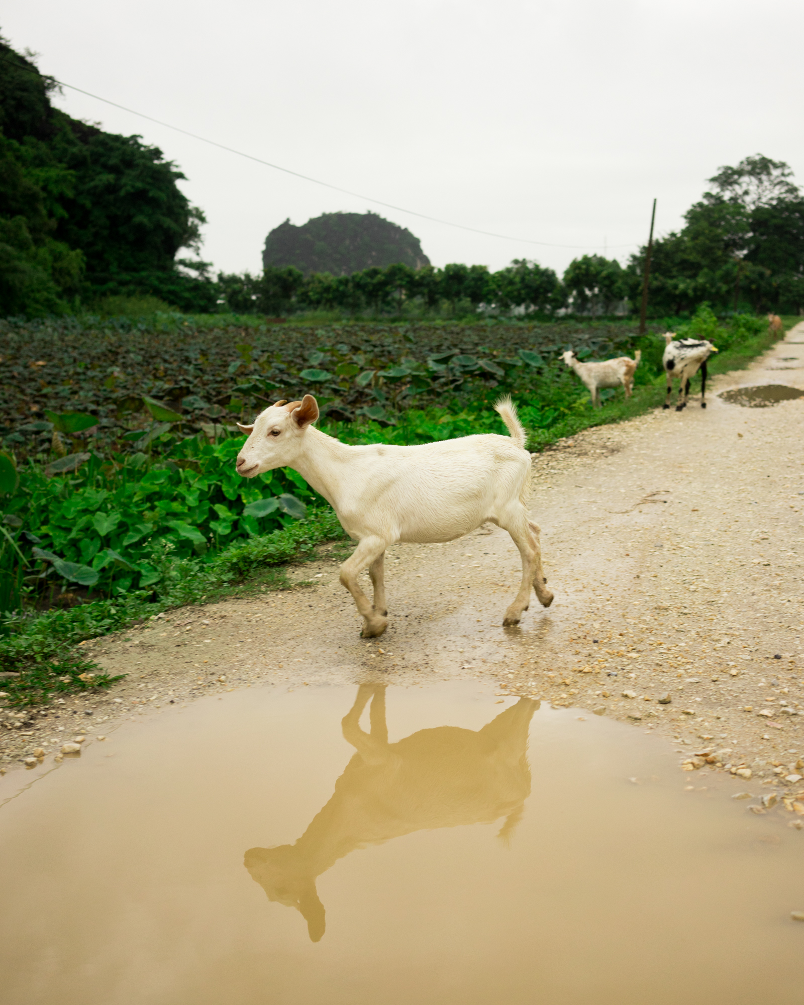 Ridenour_Ninh_Binh-2269.jpg