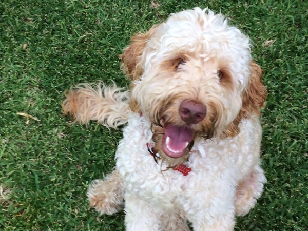 TALOODLES BILLY Taloodles Billy is a very loving, gentle natured boy who was placed with his recipient in 2014. Billy is assisting his recipient by being a calm, loving and non judgemental friend which helps reduce anxiety. Billy has become a much loved member of his family in a short period of time and is always available to dispense cuddles as required.
