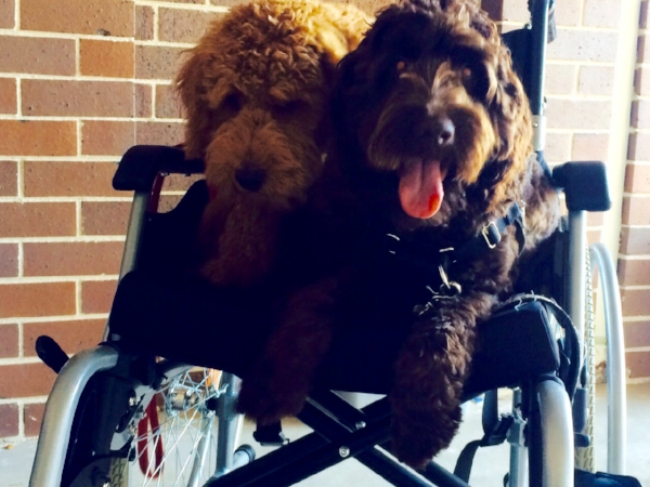 TALOODLES ASHER Taloodles Asher is an amazing, little dog - very loving, responsive and obedient who was placed in 2014. He is making a difference to his recipients by calming their anxieties, promoting self confidence and independence.