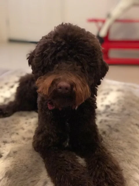 TALOODLES HARLEY Taloodles Harley was placed with his family in 2018, Harley's family includes three children, two of whom have disabilities. An 8 year old girl who has a diagnosis of Autism Spectrum DIsorder who requires support for her social interactions and emotional regulation, she finds the social aspect of school difficult and until the introduction of Harley complained daily of having no friends. We believe the greatest benefit that Harley will provide will be to reduce loneliness, assist with emotional regulation and calm anxiety. The second child in this family has Downs Syndrome and the introduction of Harley has provided him with a loving, non judgemental friend who's always ready for a game of fetch.