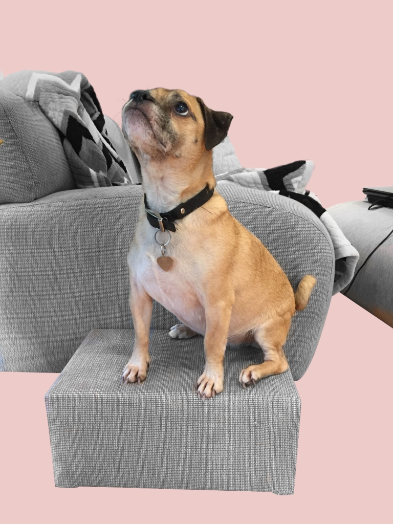 artworkerprojects,pUPPYSTEP.35.compressed.jpg