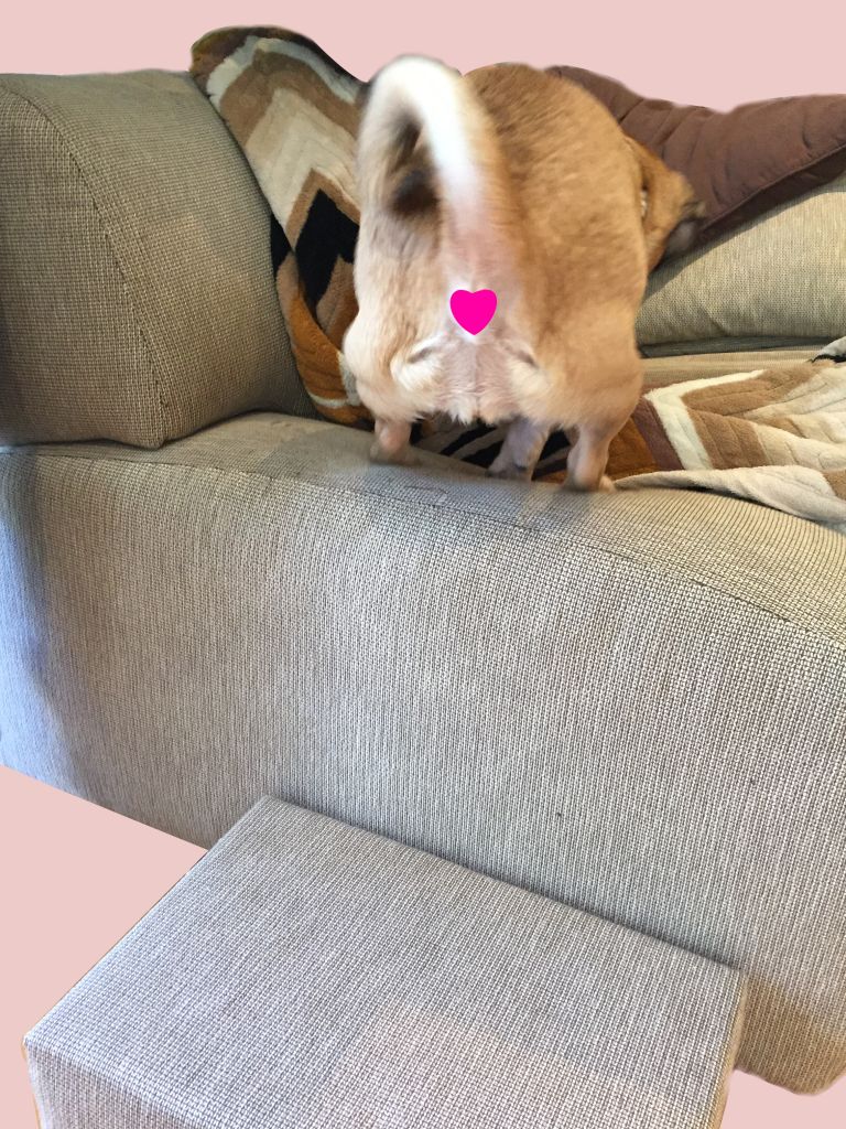 artworkerprojects,pUPPYSTEP.23.5.compressed.jpg