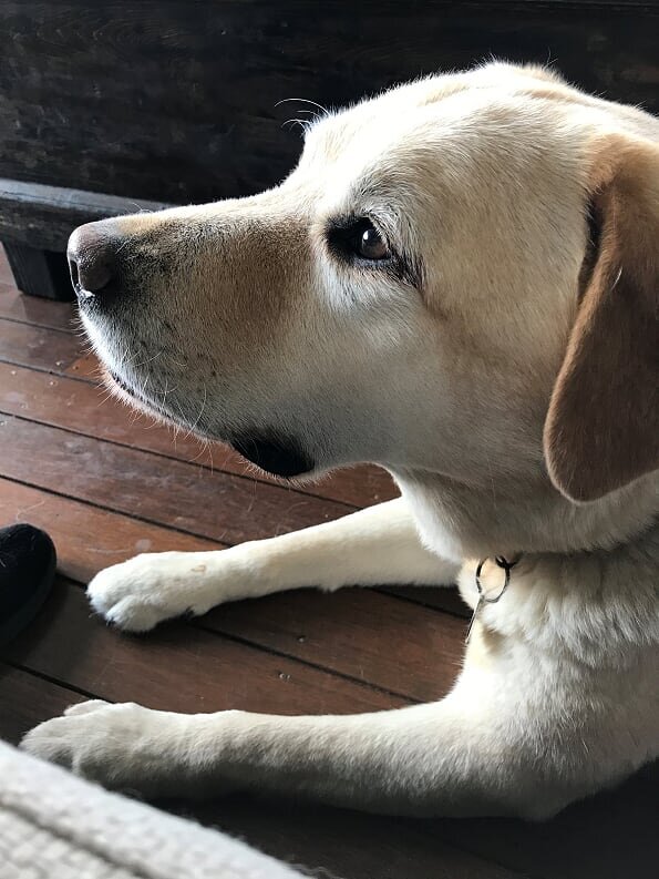 This is Rolly, who looks after my friend Jen. He is a good boy.