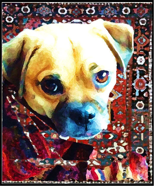 Puppy Without a Pearl Earring