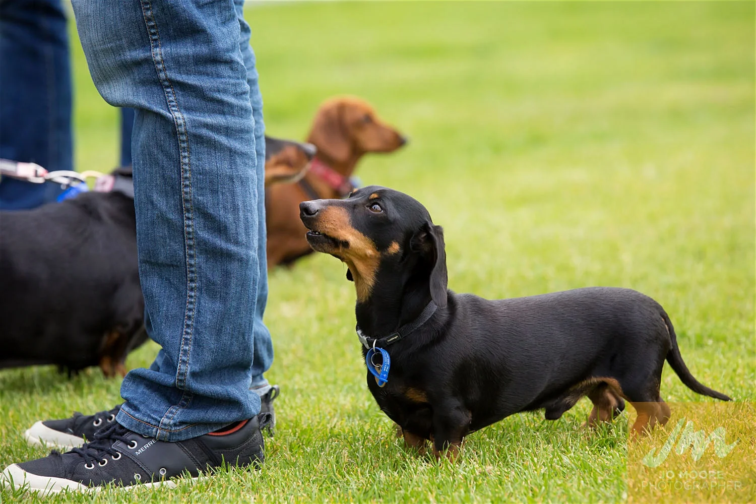 Dachshunds-1.jpg